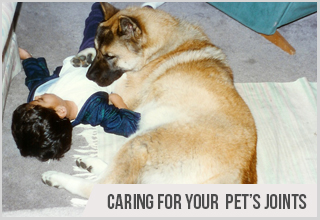 How To Maintain Your Pets Joints