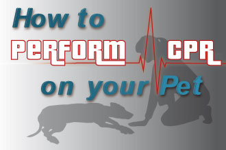 How to Perform CPR on Your Pet