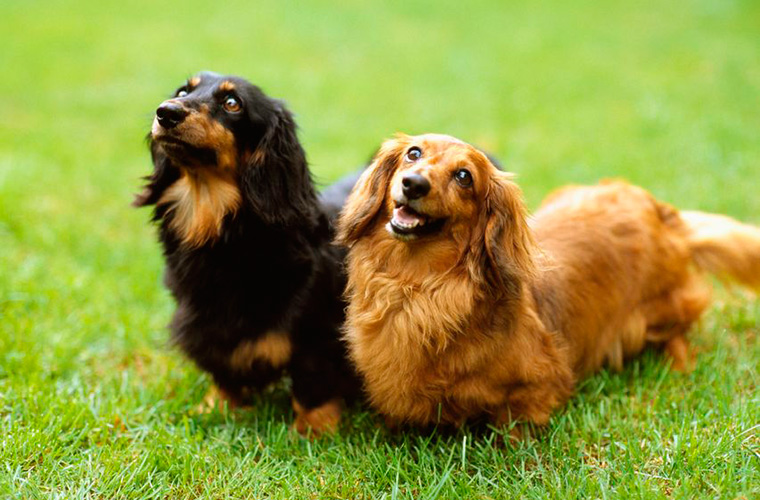 How To Potty-Bell Train Your Dog