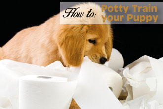 How To Potty Train Your Puppy
