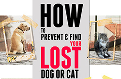 How To Prevent And Find Your Lost Dog Or Cat