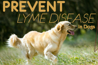 How to Prevent Lyme Disease in Dogs