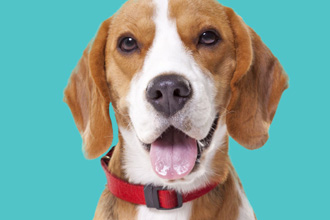 How to Recognize and Treat Skin Infections in Dogs