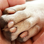 How To Soothe Your Dogs Sore Paws