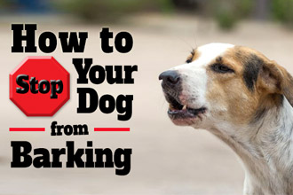 How to Stop Your Dog From Barking