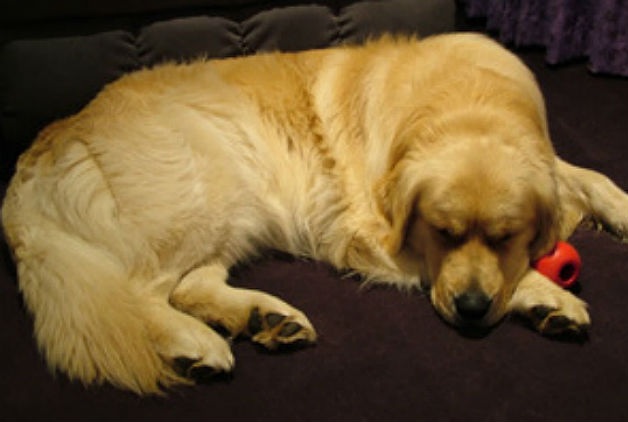 How To Take Care Of An Arthritic Dog In Winter