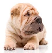 How To Take Care Of Your Pet's Skin