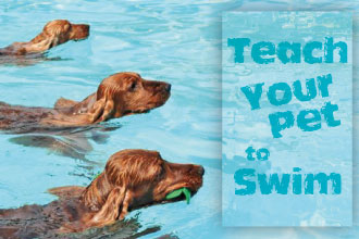 How to Teach Your Pet to Swim