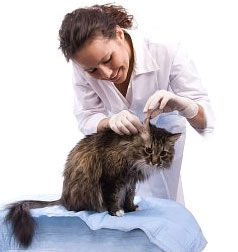 How To Tell If Your Cat Is Sick