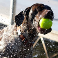 How To Train Your Pet