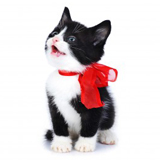 How To Welcome A New Kitty Into Your Home