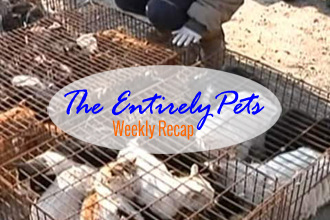 Hundreds of Cats Saved from China's Fur and Meat Trade, Dog Survives 15-Story Fall, and Antioch Struggles to Reduce Feral Population- This & More in This Week's EntirelyPets Weekly Recap