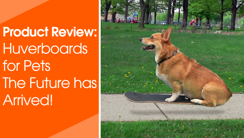 Huverboard for Pets are real! 