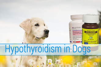 Hypothyroidism in Dogs