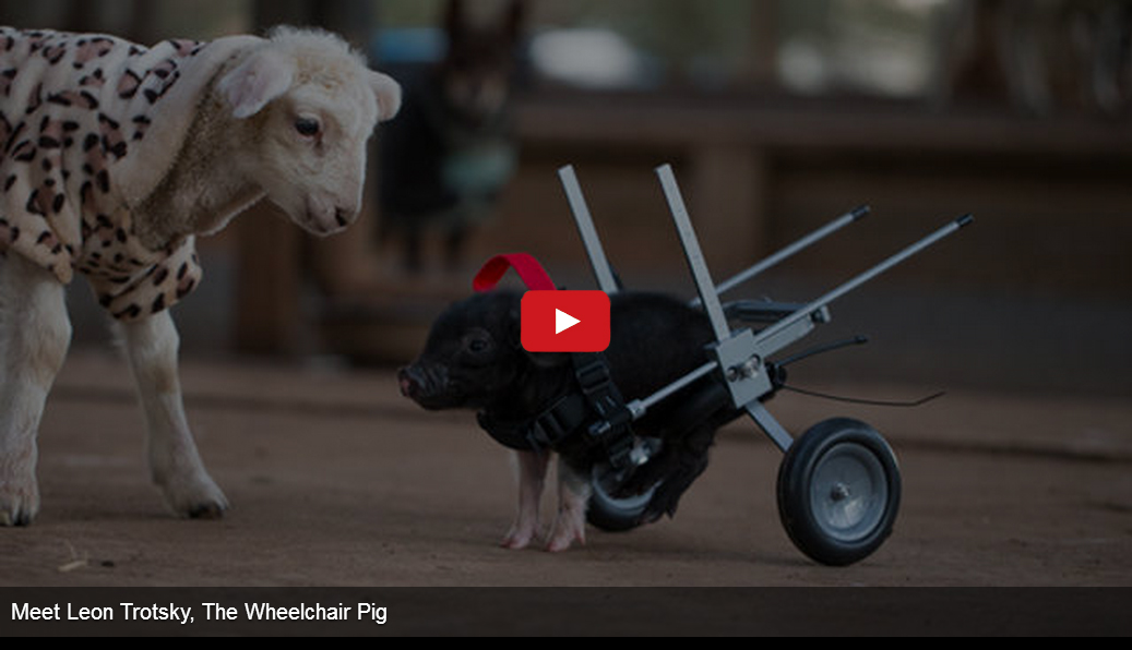 I Don't Know if This Pig is More Cute or Inspiring. Absolutely Amazing!!