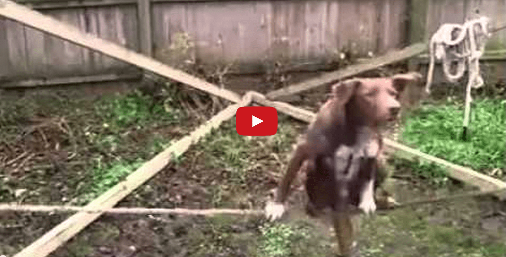 I Genuinely Cannot Believe What I'm Seeing- This Dog is Incredible!!