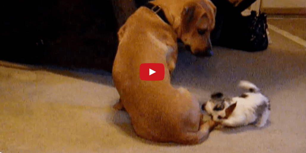 I Know Some Dogs Chase Their Tails- But This Is Ridiculous!!