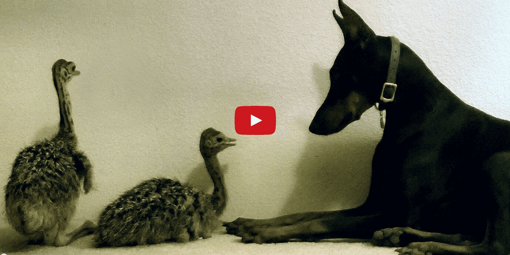 I've Never Seen a Baby Ostrich Before- And Before Now, Neither Has This Doberman! Watch them Meet Here at EntirelyPets!!
