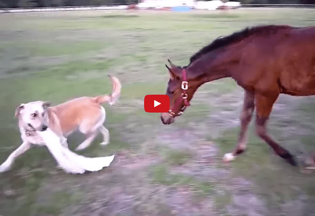 I've Never Seen a Dog and Horse Play Like This Before! Too Cool!!