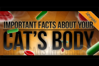 Important Facts About Your Cat's Body