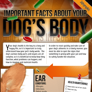 Important Facts About Your Dog's Body