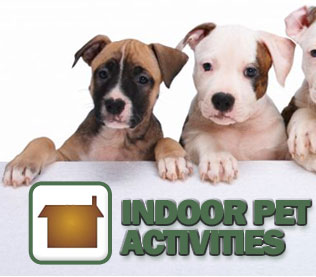 Indoor Activities for You and Your Pet