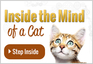 Inside the Minds of Cats