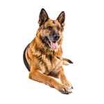 Instant Bonus Rewards