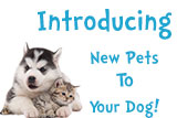  Introducing New Pets To Your Dog