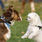 Introducing Your Dog To Other Dogs