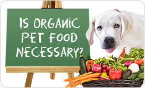 Is Organic Pet Food Necessary for your Dog & Cat?