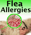 Is Your Pet Allergic to Fleas?