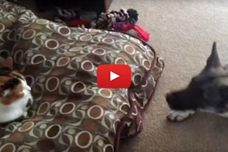 It's Clear Who Is The Furry Head Of This Household.