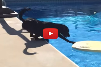It Might Be Summer, But This Is One Lab Who Doesn't Want To Get In The Pool!
