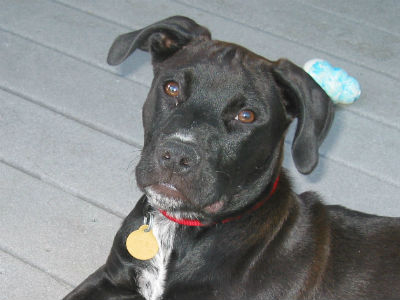 Jake the Eternal Puppy Has Cancer