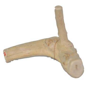 JAVA-WOOD-REPTILE-BRANCH-XS