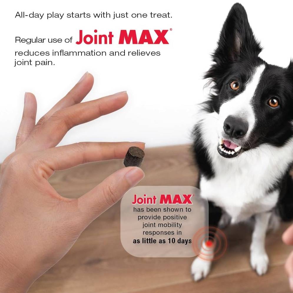 JOINTMAXCHEWS