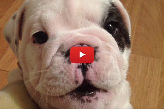 Just Wait Until You Hear Bentley The Bulldog Talk To His Human