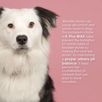 Bladder Stones What Causes Uti In Dogs Common Urinary Problems In