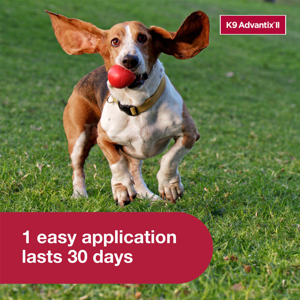ADVANTIX-II-MEDIUM-DOGS-2-MONTHS-TAPEWORM