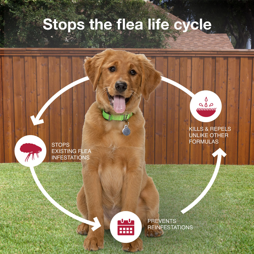 Banner reading is K9 Advantix two right for you and your dog