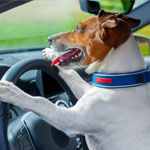 Keep Your Dog Safe From Summer Heat