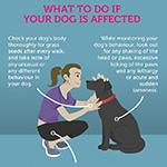 Keep Your Pet Safe From Grass Seeds