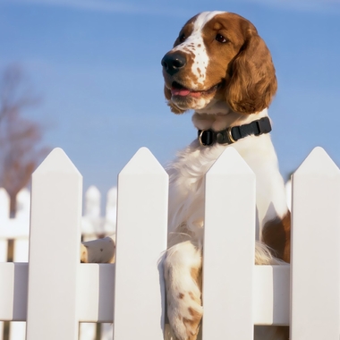 KEEPSAFECOLLAR