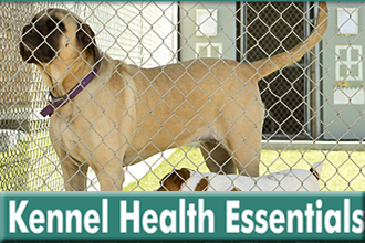 Kennel Health Essentials: Everything You Need to Know Before Boarding Your Pet