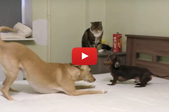 King Of The Bed: Dachshund Vs. Lab