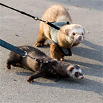 Know These 10 Ferret Care Tips