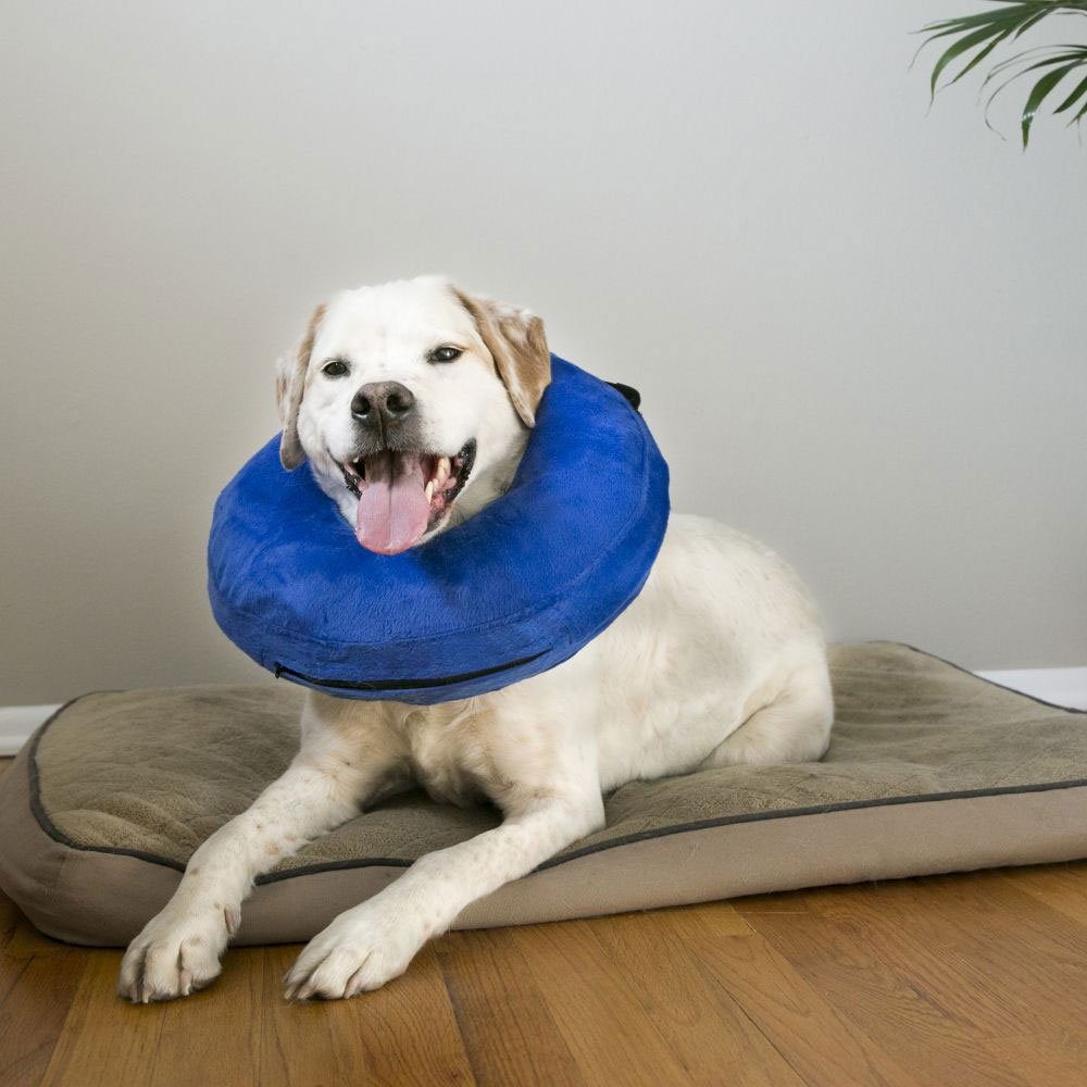 KONG-CLOUD-E-COLLAR-MEDIUM
