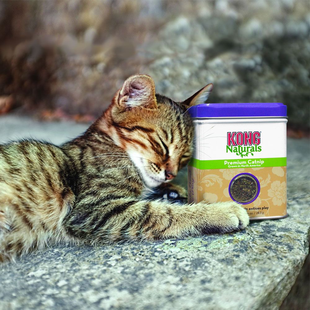 KONGCATNIP2OZ