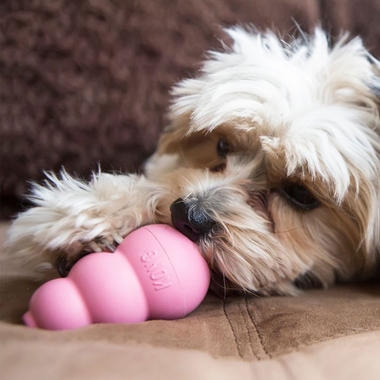 PUPPY-KONG-SMALL
